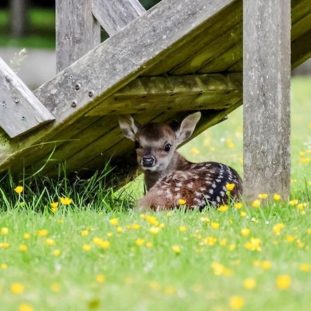 Deer Cottage 2 Uk39332 Biddenden Экстерьер фото