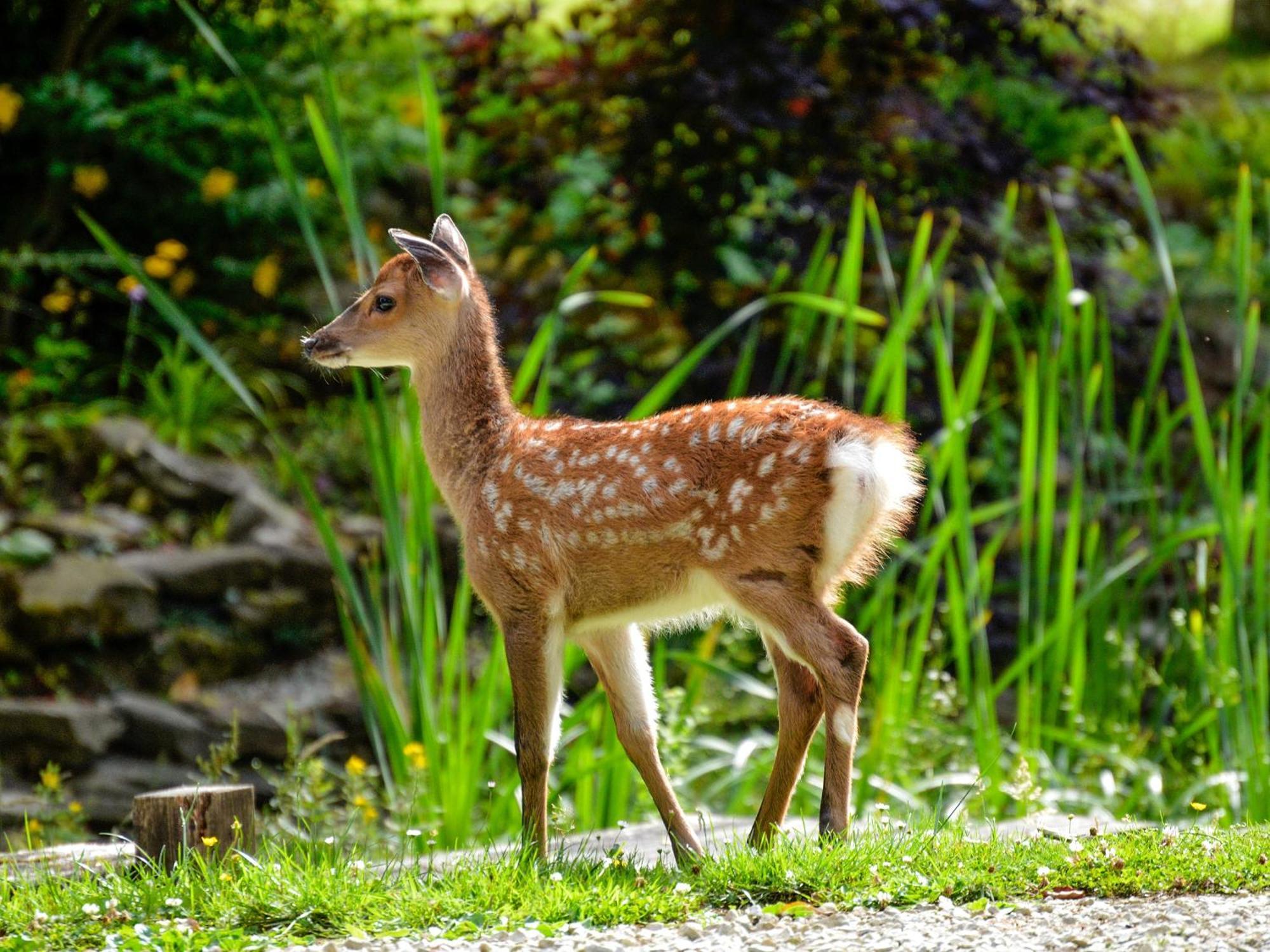Deer Cottage 2 Uk39332 Biddenden Экстерьер фото